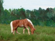 H0 Tiroler Haflinger Anne
