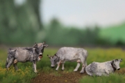H0 Tyrolean gray cattle, 3 pieces