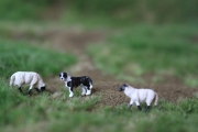 H0 / 00 Border-Collie mit 2 Suffolk-Schafen