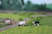 H0 / 00 Border-Collie mit 2 Suffolk-Schafen
