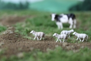 H0 Deutsches weikpfiges Fleischschaf, 8 Stck