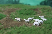 H0 Deutsches weikpfiges Fleischschaf, 8 Stck